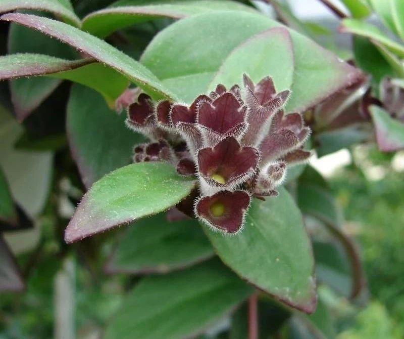 毛萼口红花四季都可开花,特别耐阴,忽略一点,很多人都养不好