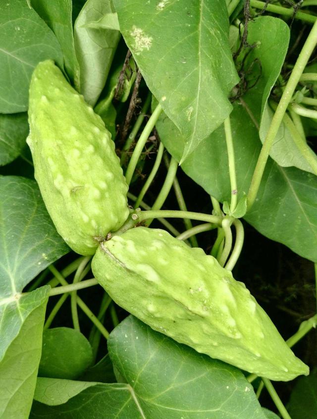 乡下一种野草,果子能出汁水,价值高叫羊奶瓜|羊角|羊奶|植物_新浪新闻