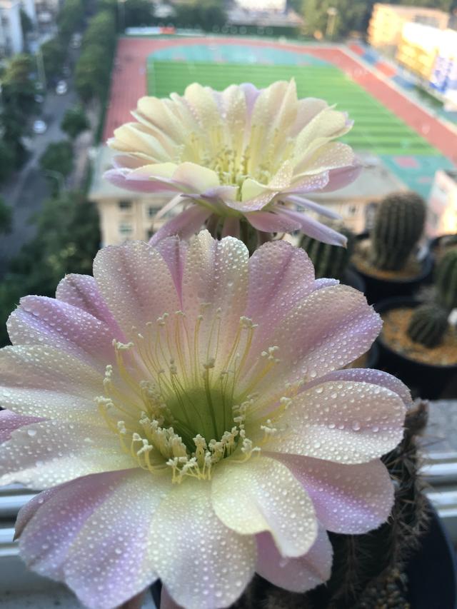 此种盆栽仙人球,花色超仙,花香浓郁,一年开花多次,很值得拥有