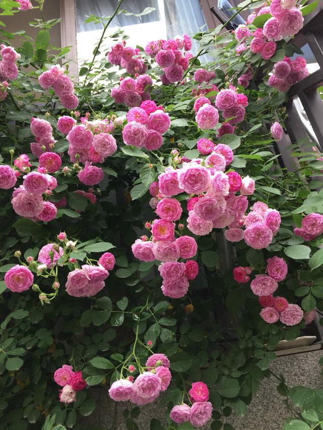 蔷薇"十姐妹",开花超级多,能开成花墙,养护容易,南北都能种