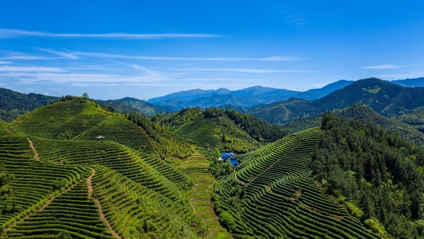 江西遂川:开启"田园遂月"狗牯脑茶电商扶贫新模式