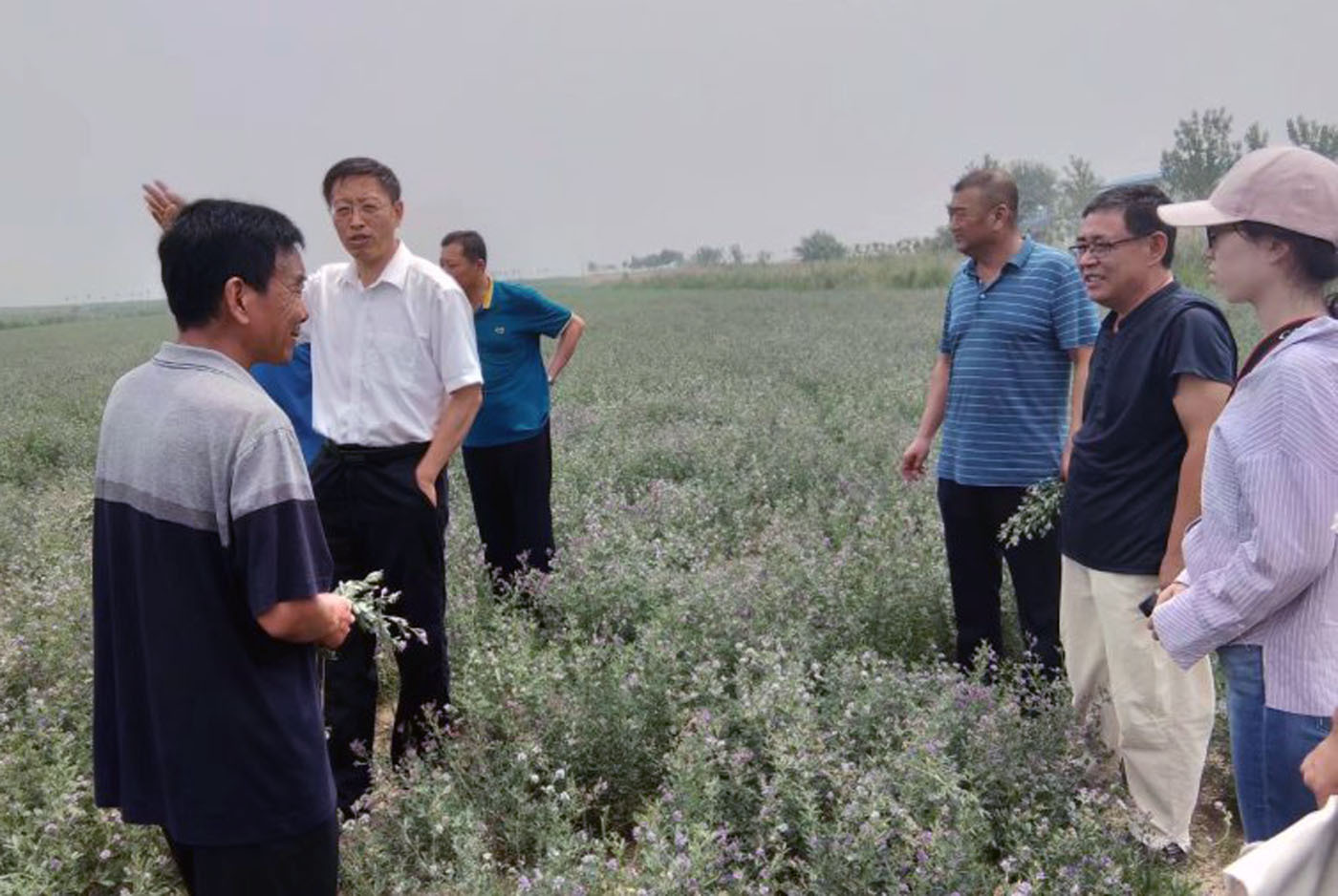 山东无棣：紫花苜蓿香飘万里
