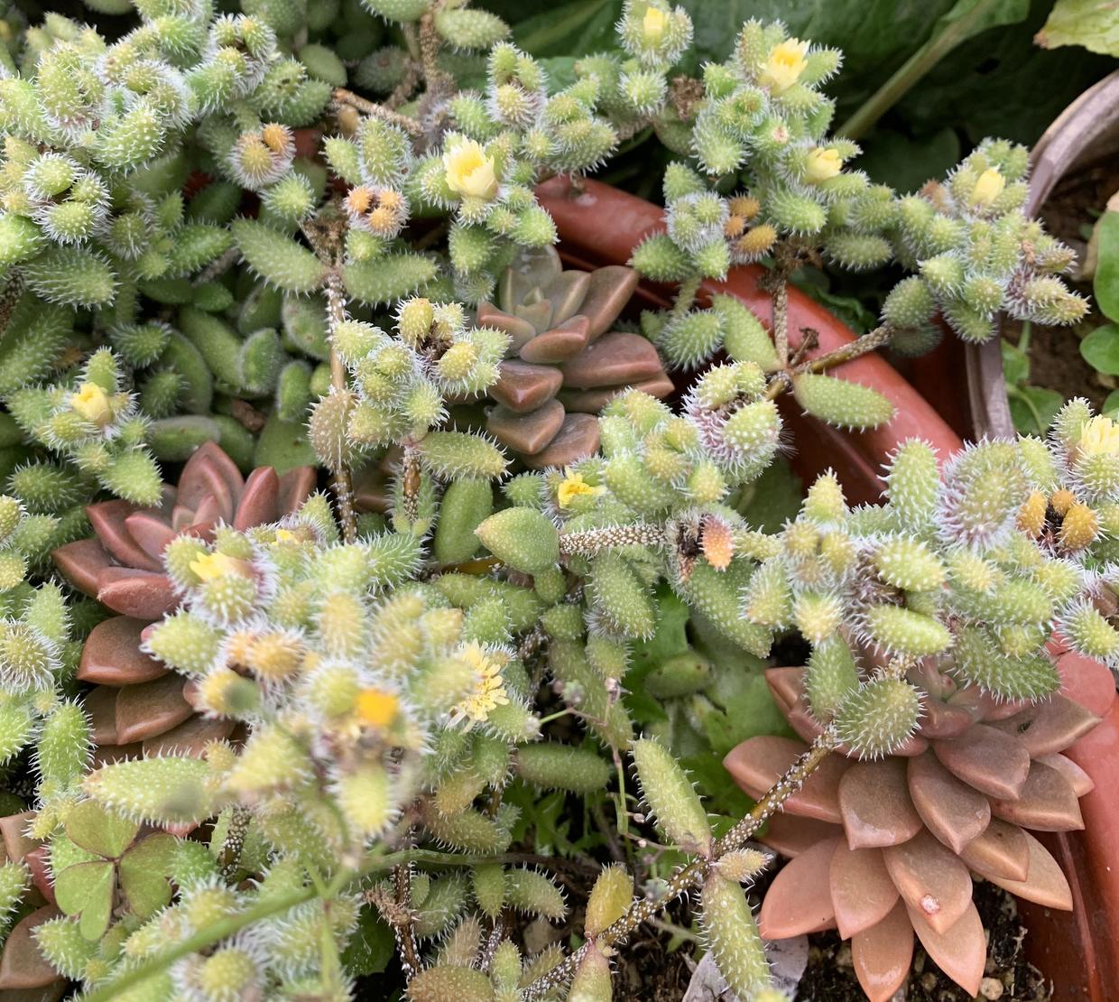 路边捡的"苍耳",长满盆了,原来是多肉雷童,有谁见过吗?