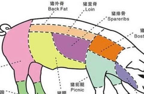 前腿、后槽、五花肉、里脊、后秋都是猪肉区别大_新浪新闻