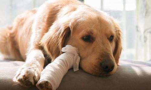 狗狗腿突然瘸了不精神