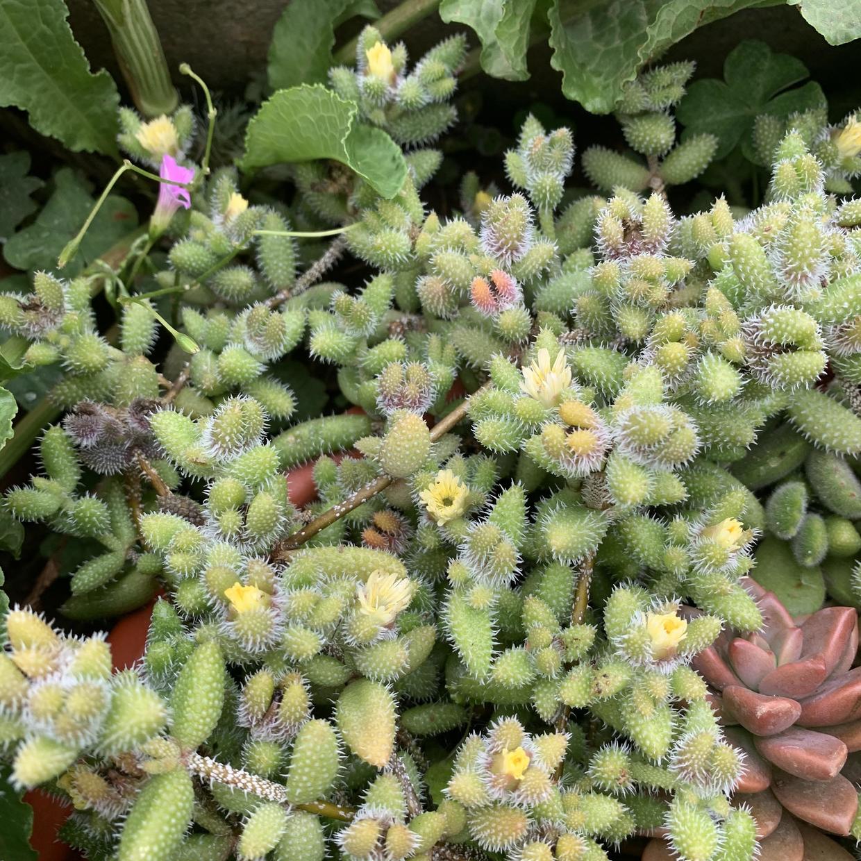 路边捡的"苍耳",长满盆了,原来是多肉雷童,有谁见过吗?