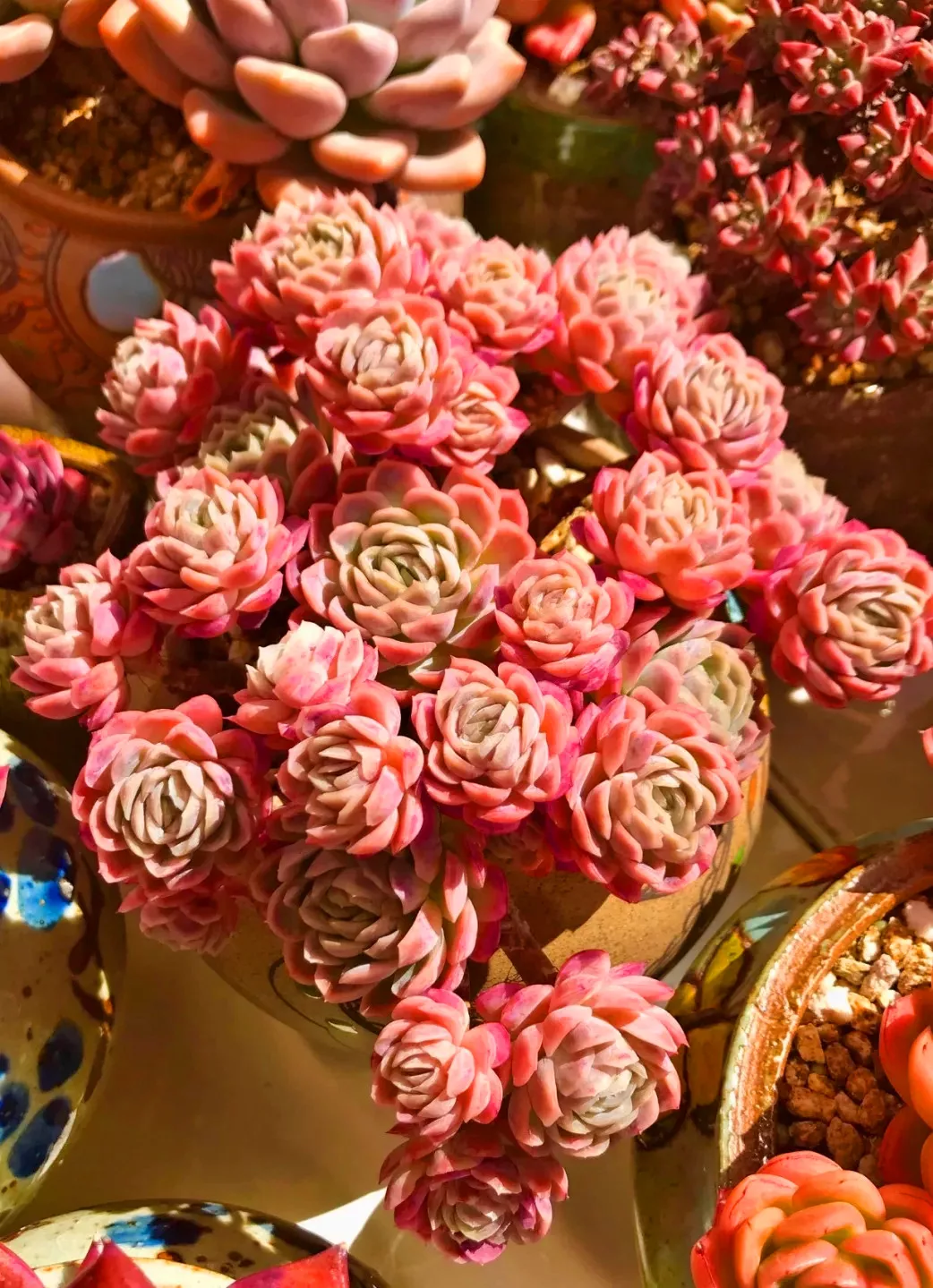 多肉冰梅好养护易爆多头要用盘子装一年至少爆8头