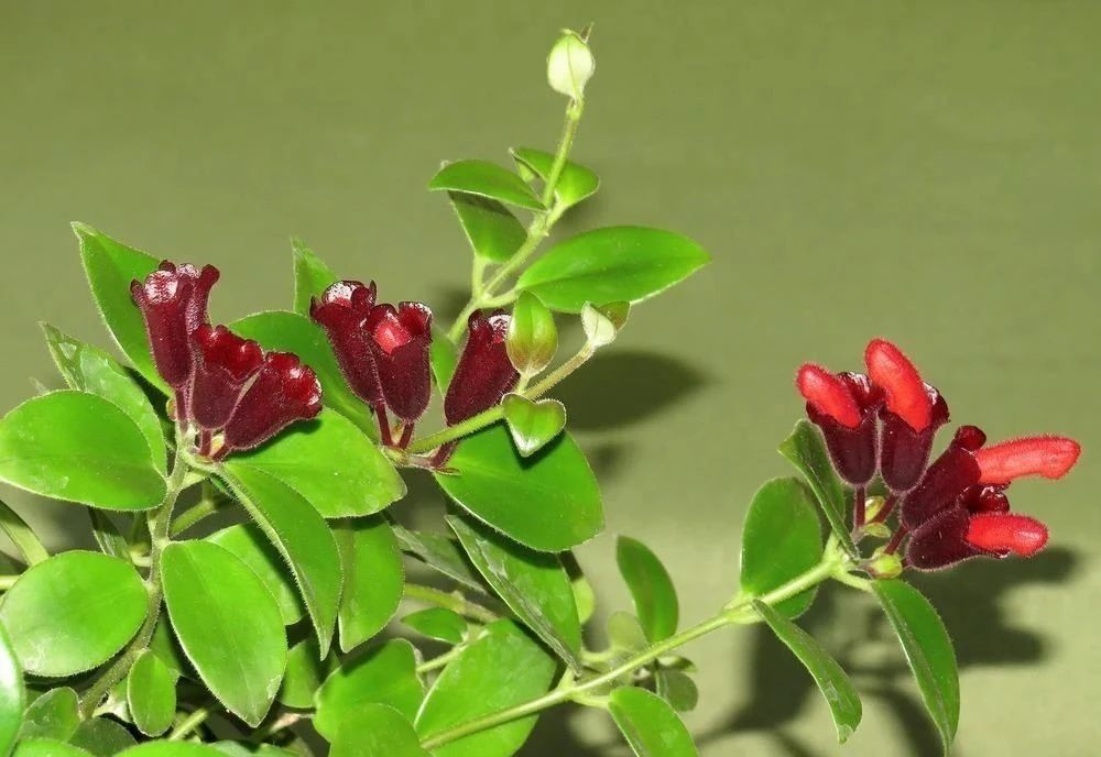 毛萼口红花四季都可开花,特别耐阴,忽略一点,很多人都养不好