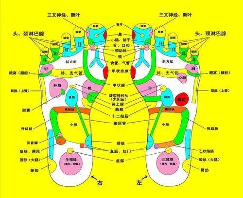 脚底有60多个穴位,有人体各脏腑的足部反射区.