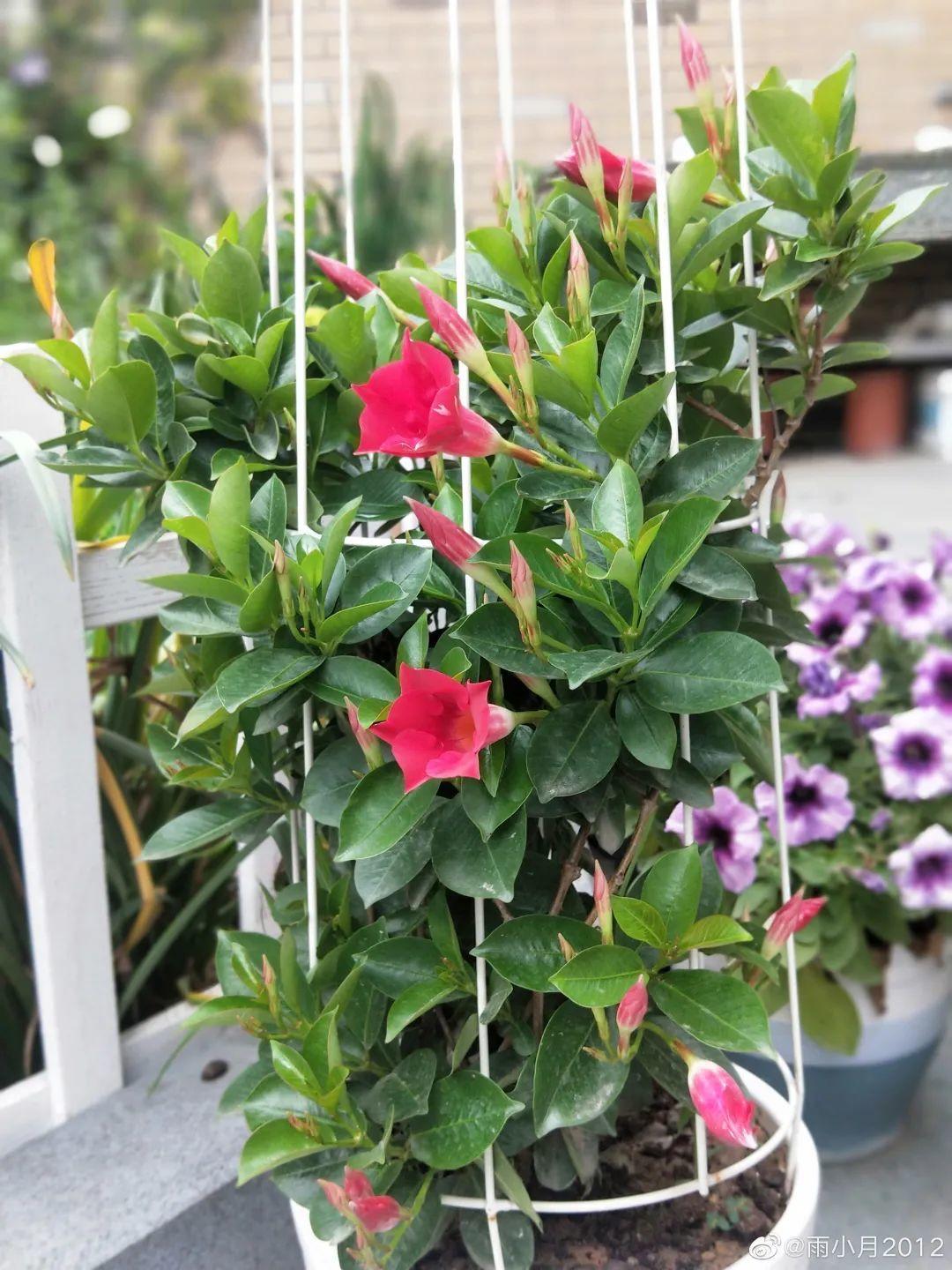 越热越开花的红蝉花,1个月窜2米,开成漂亮花瀑布!|蝉花|瀑布|汁液_新