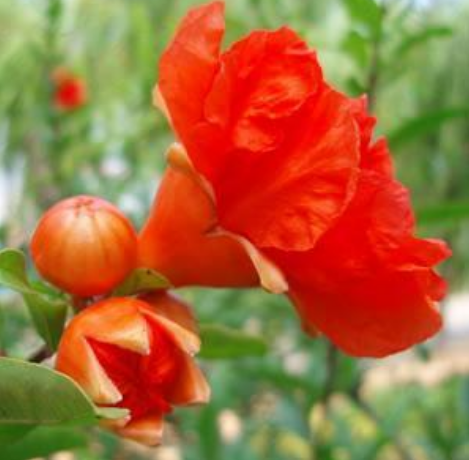 每个月都有它的花神5月生日养盆石榴花漂亮带好运家中必选