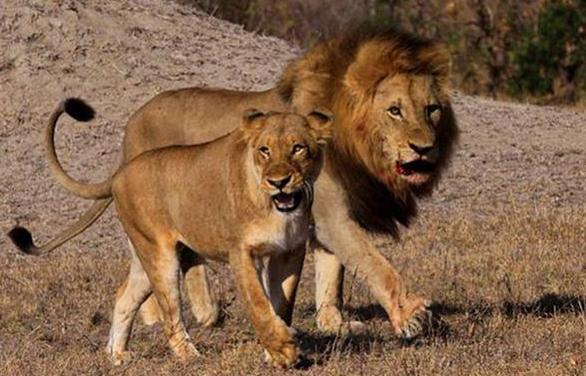 雄狮带母狮出去约会,不料半路杀出情敌,看了结局有些感慨