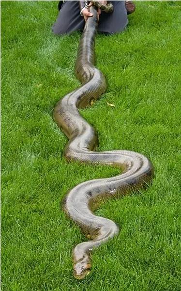 亚马逊沼泽之王:森蚺,既然它没天敌,那么带把刀能自救吗?