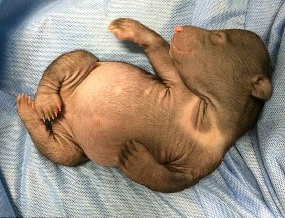 母熊反常的吃掉两只亲生的小熊崽,第三只被人偷偷拿走才活下来