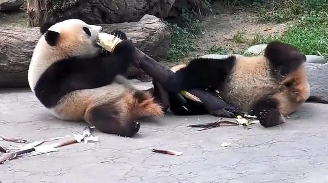 饭是别人碗里的香,两只大熊猫疯狂抢一根竹子,友谊小船说翻就翻