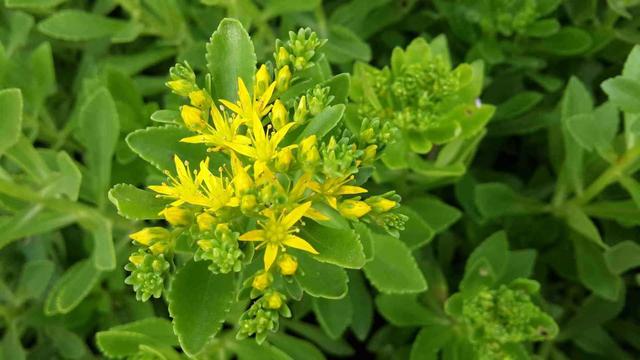 儿时常见的野草,现在价值高卖得贵,名叫养心菜营养丰富