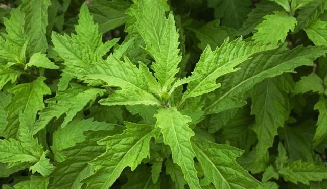 因为土荆芥可以全草入药,可以治疗蛔虫病和皮肤湿疹等,具有很好的药用