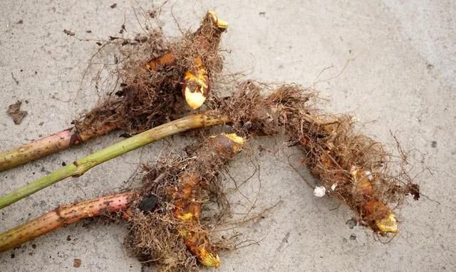 它常被误认为是"甘蔗",农村小孩都吃过