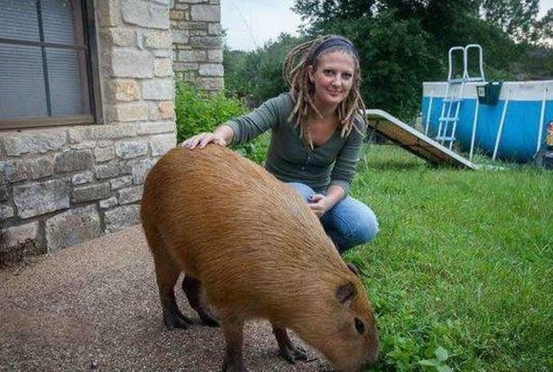 这位外国美女,家里养只"巨鼠",后来又买条猫,网友:这也可以