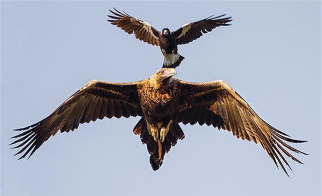 羌塘发现一乌鸦,飞老鹰背上,被老鹰按在地上拔毛