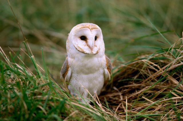 仓鸮是猫头鹰的一种,身上除了翅膀外,通体是白色的,非常的可爱漂亮.