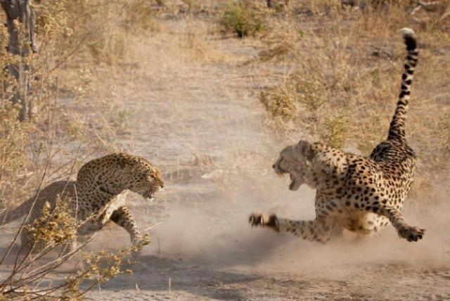 猎豹与花豹打架,为何赢的总是花豹?原来猎豹是输在了这上面!