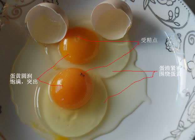 未受精鸡蛋和受精鸡蛋区别可以孵化出小鸡的鸡蛋说到这里有人就感到