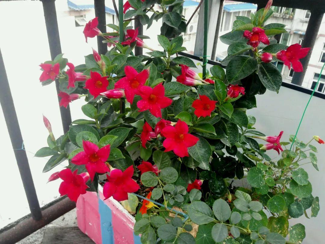 越热越开花的红蝉花,1个月窜2米,开成漂亮花瀑布!|蝉花|瀑布|汁液_新