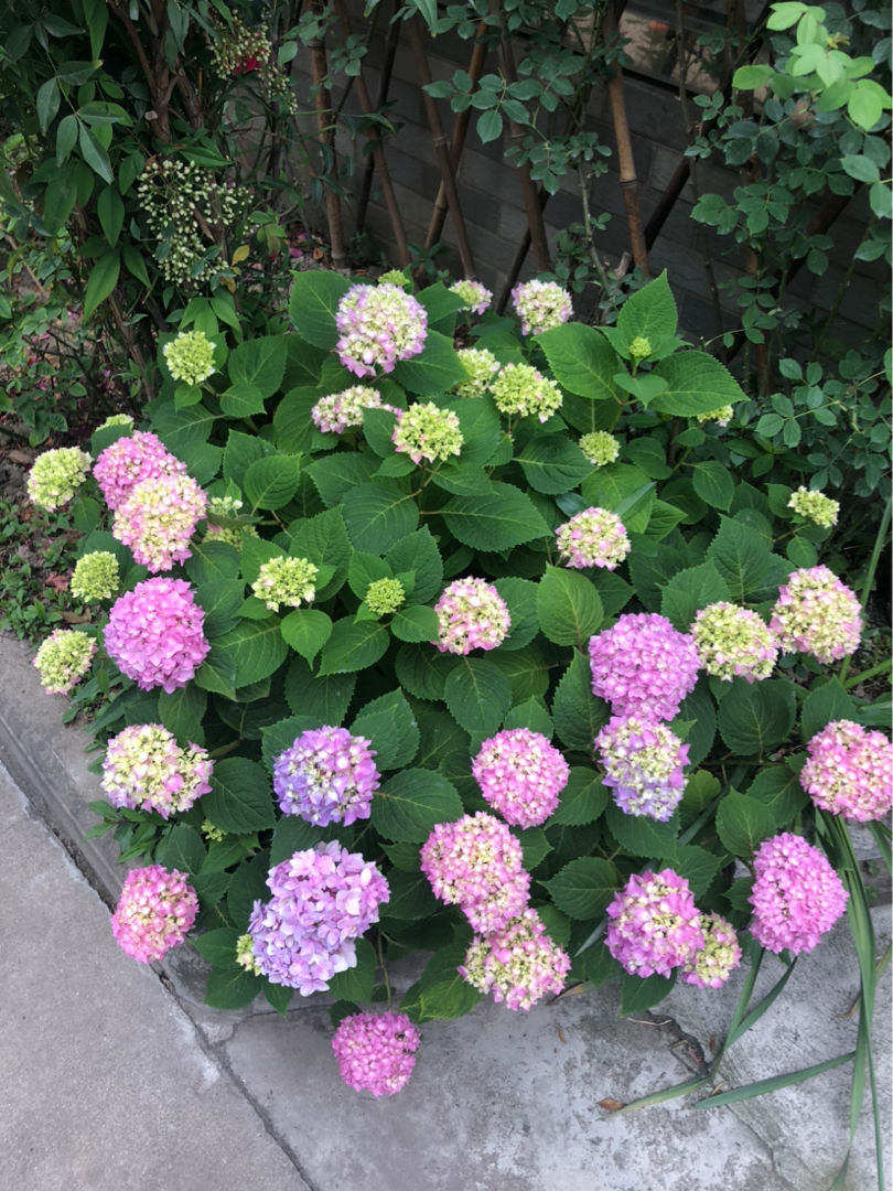 邻居在大水缸里种绣球开花上百朵每一朵都是大花球