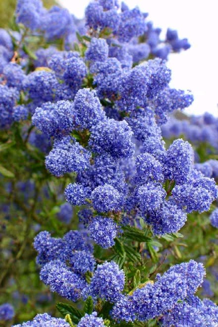 院里种一棵这样的树,开花铺天盖地,给你一片蓝色海洋!