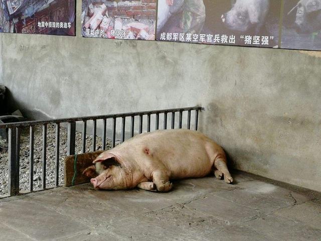 汶川地震的猪坚强埋在地下存活了36天后被博物馆买走收藏