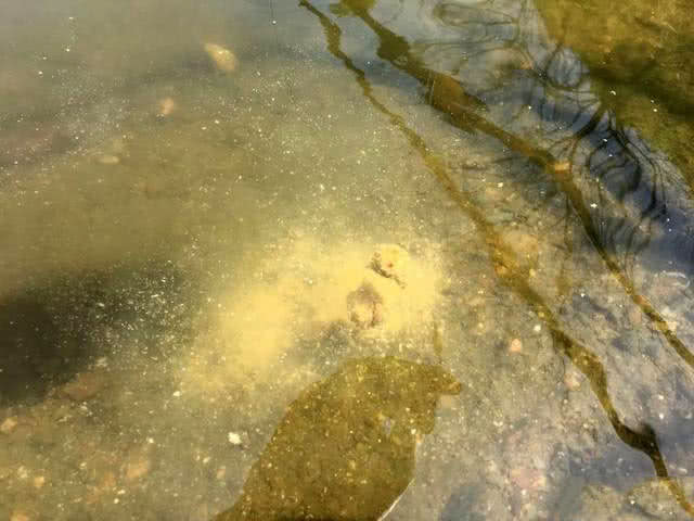 三,在繁殖期的鱼不咬钩甩籽鱼难钓.为什么?