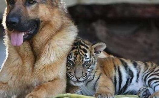 德牧狗狗和小老虎做朋友,不过慢慢长大的老虎却让画风突变