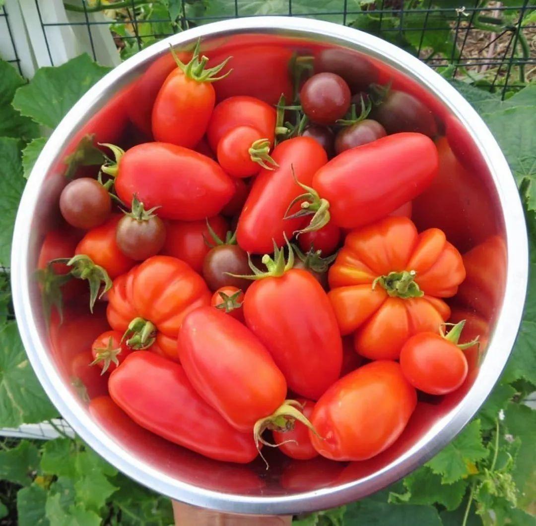 红芒果番茄:意大利的一个老品种,养着靠谱儿,果子甜中带点酸,适合生吃