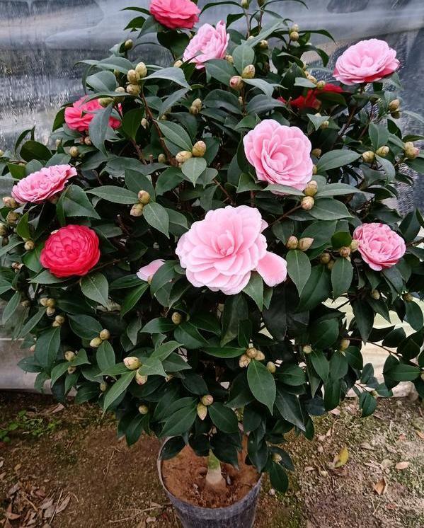 养殖茶花盆栽里放上它们保管枝叶繁茂长爆盆嗖嗖窜花