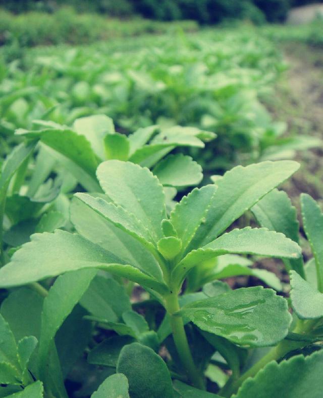 小花要将一款叫"养心菜"的野菜介绍给大家,听着名字就觉得很健康了
