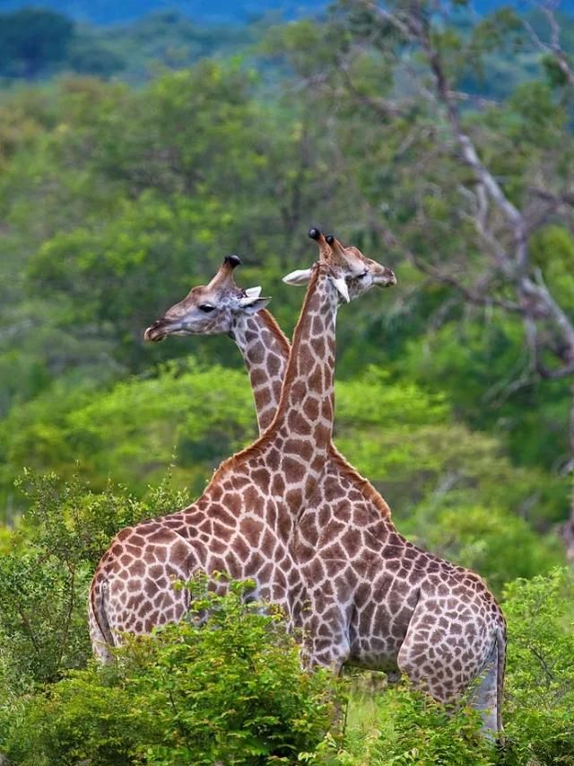 南非两头长颈鹿贴身站立被摄影师拍出视错觉
