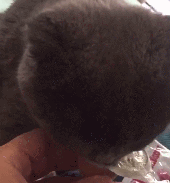 337_362gif 动态图 动图