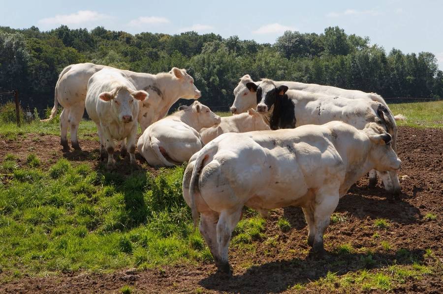 比利时蓝白花牛,全世界最健壮的牛,体格大,呈圆筒状,全身肌肉极其丰满