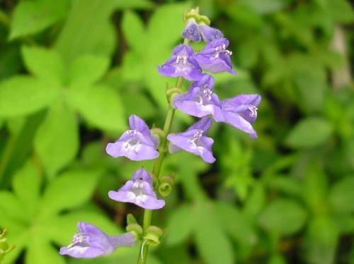 6月5号起,人生称心如意,事业飞黄腾达,轻松赚进大财的三生肖