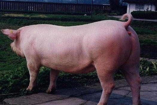 母猪发情正常,却屡配不孕,到底是因为什么?