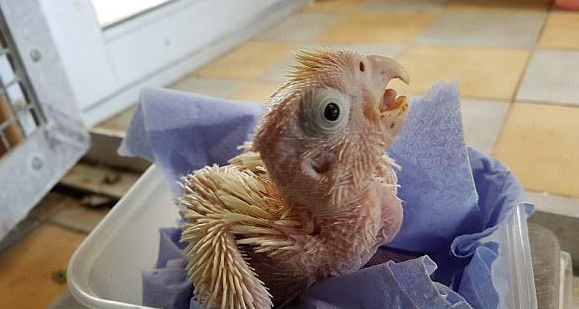 "丑鹦鹉"在英国孵化,比大熊猫还珍贵