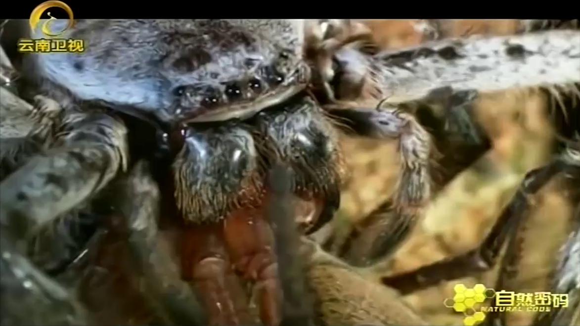 大纹猎人蛛vs丛林猎人蛛,千万别眨眼,胜负就在一瞬间!