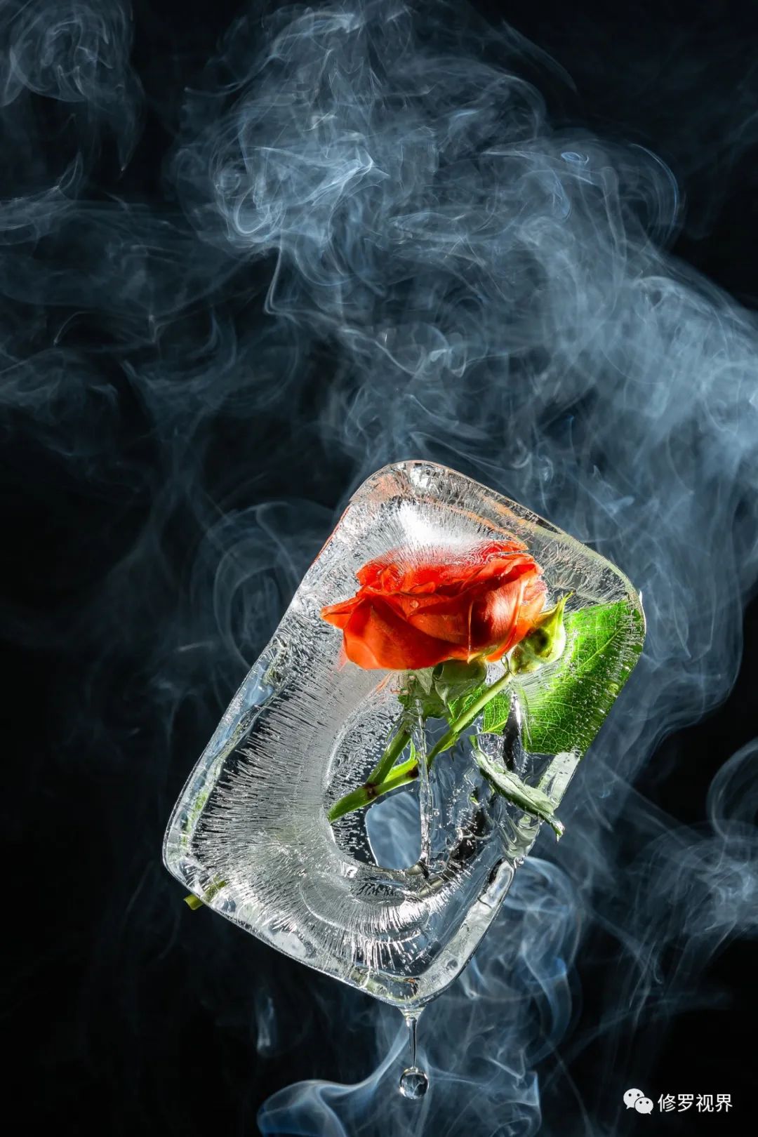 修罗首先送您一枝冰冻玫瑰恰逢520今日看完专辑,您就知道脑洞是不是大