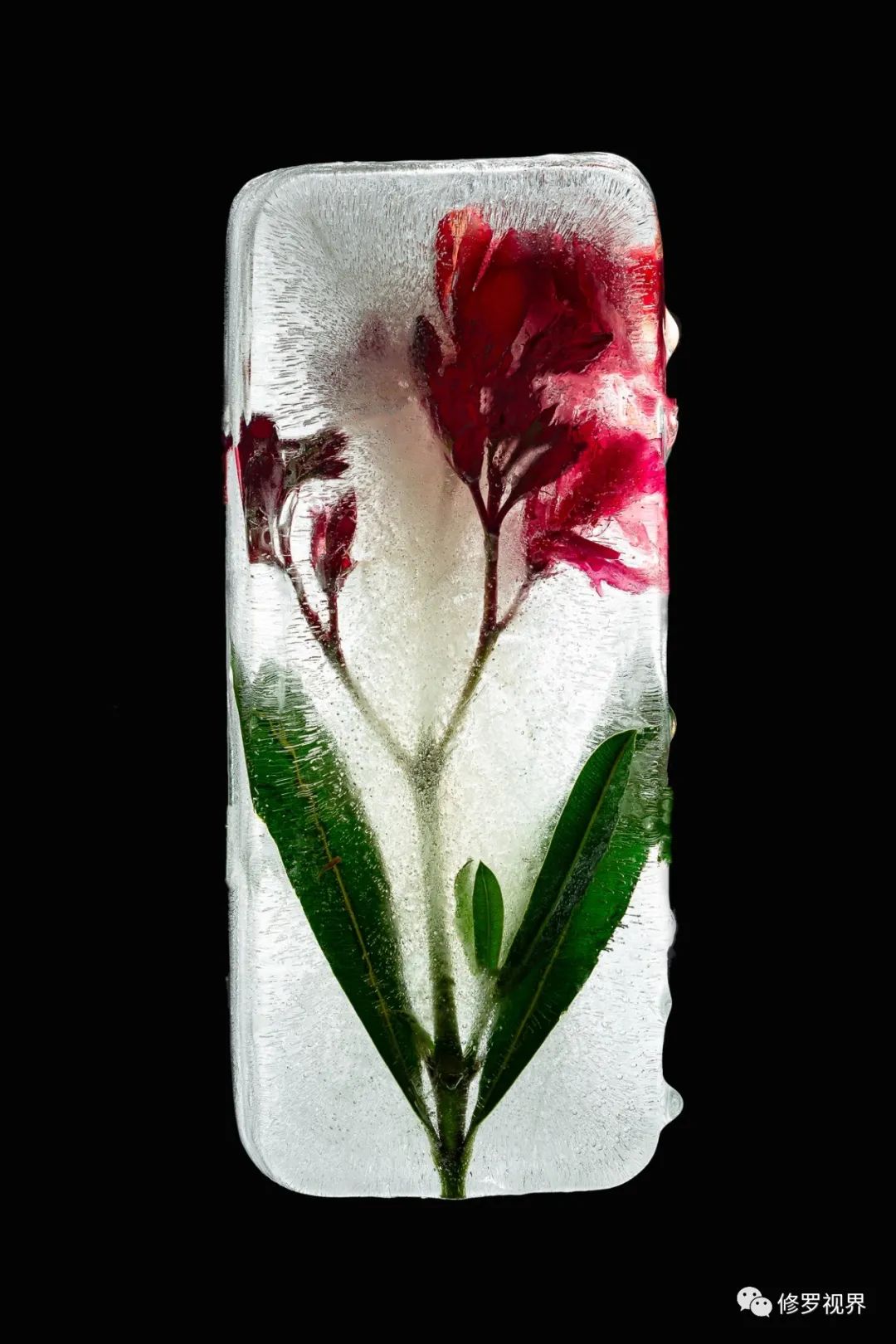 鬼才摄影师送您一枝冰玫瑰/脑洞大开了