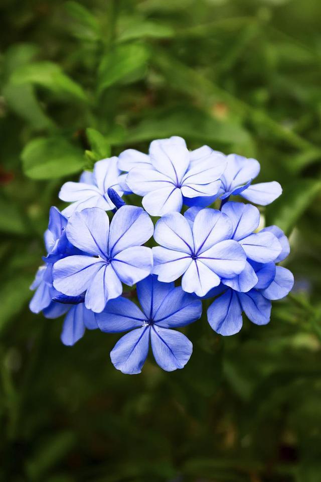 盛夏绽放的蓝雪花现在养还不晚满园蓝色花小清新感十足