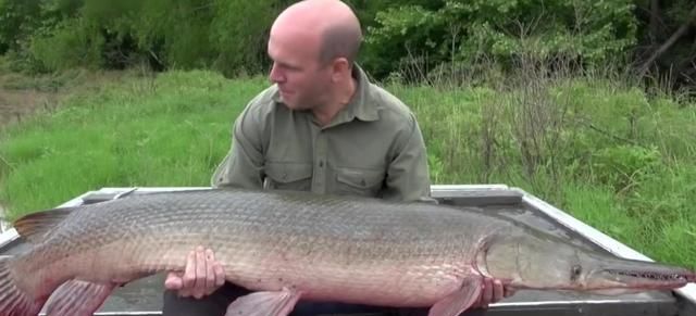 广州发现美国"巨型鱼",在美国能长到300斤,在中国却没有天敌|鳄雀鳝