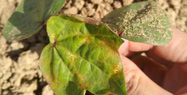 棉花叶片发黄不长苗,原来是枯萎病在作怪,5项措施可有效应对|枯萎病|