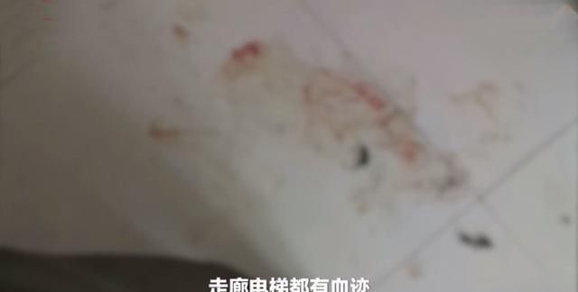 山东大一学生虐猫成瘾，数十只猫被虐待惨死