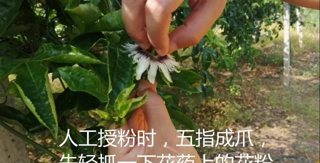 百香果需不需要人工授粉,人工授粉该如何操作?